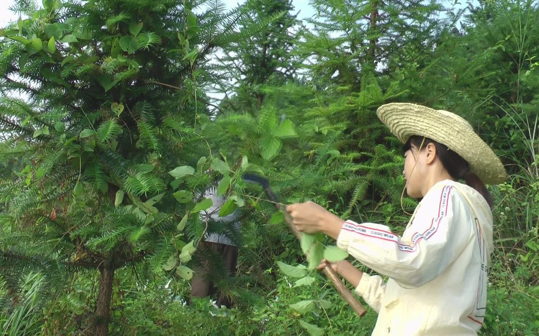 农村种植杉树价格可以,但是1块地要20多年才能卖,农民不容易呀哔哩哔哩bilibili