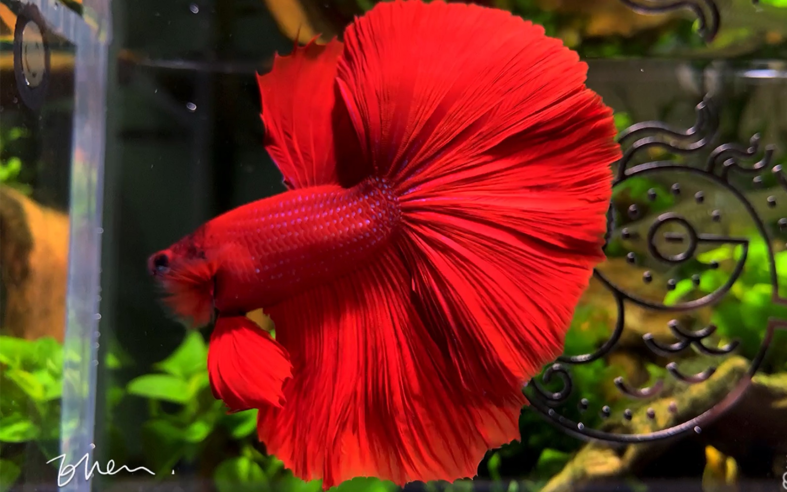 大红袍 三鳍一线比例完美状态也超赞 纯色依旧经典 【泰国斗鱼】