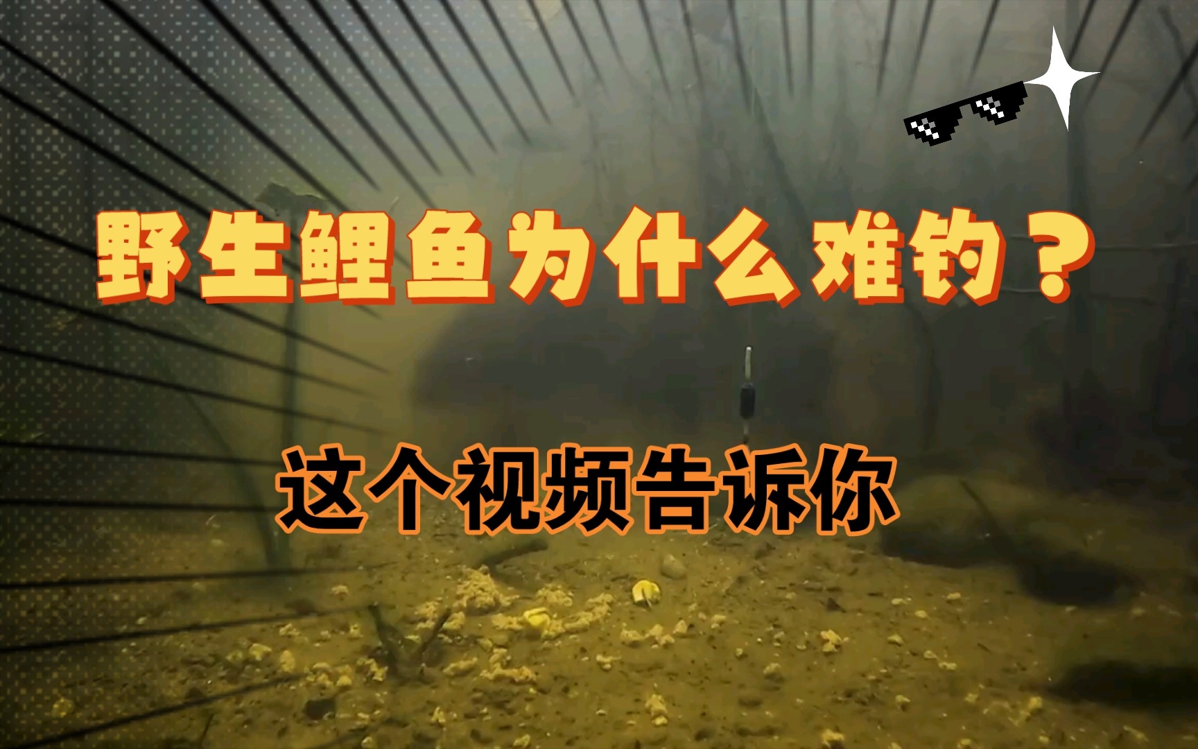 野生鲤鱼水下吃饵视频,为你揭秘为什么这么难钓的原因.哔哩哔哩bilibili