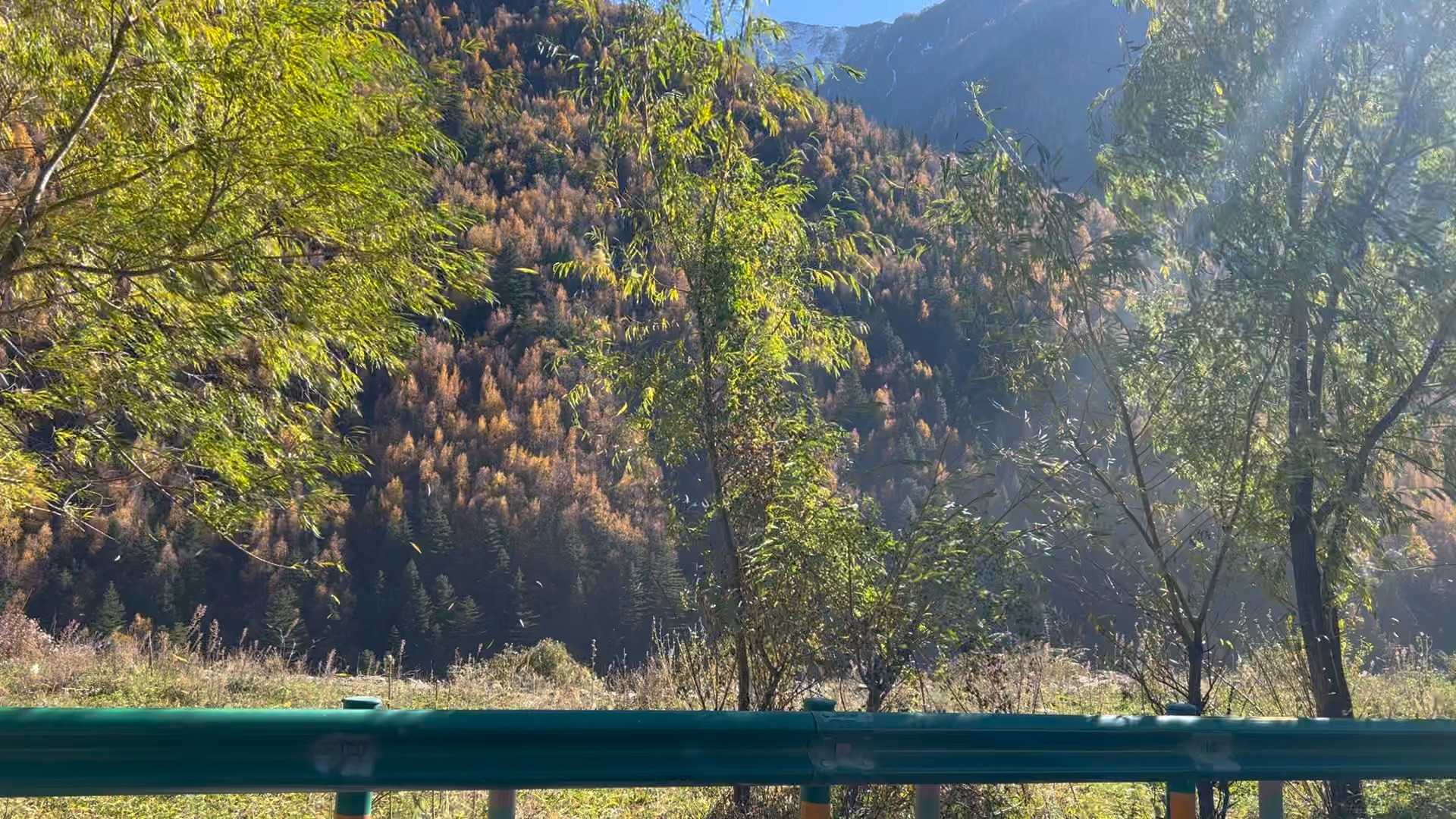 11月2日国道350四姑娘山段堵车,秋风落叶.