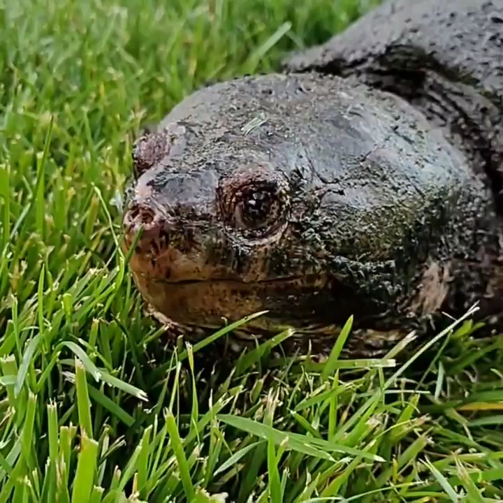 野生拟鳄龟3 极老的公 咬肌萎缩 几乎失明