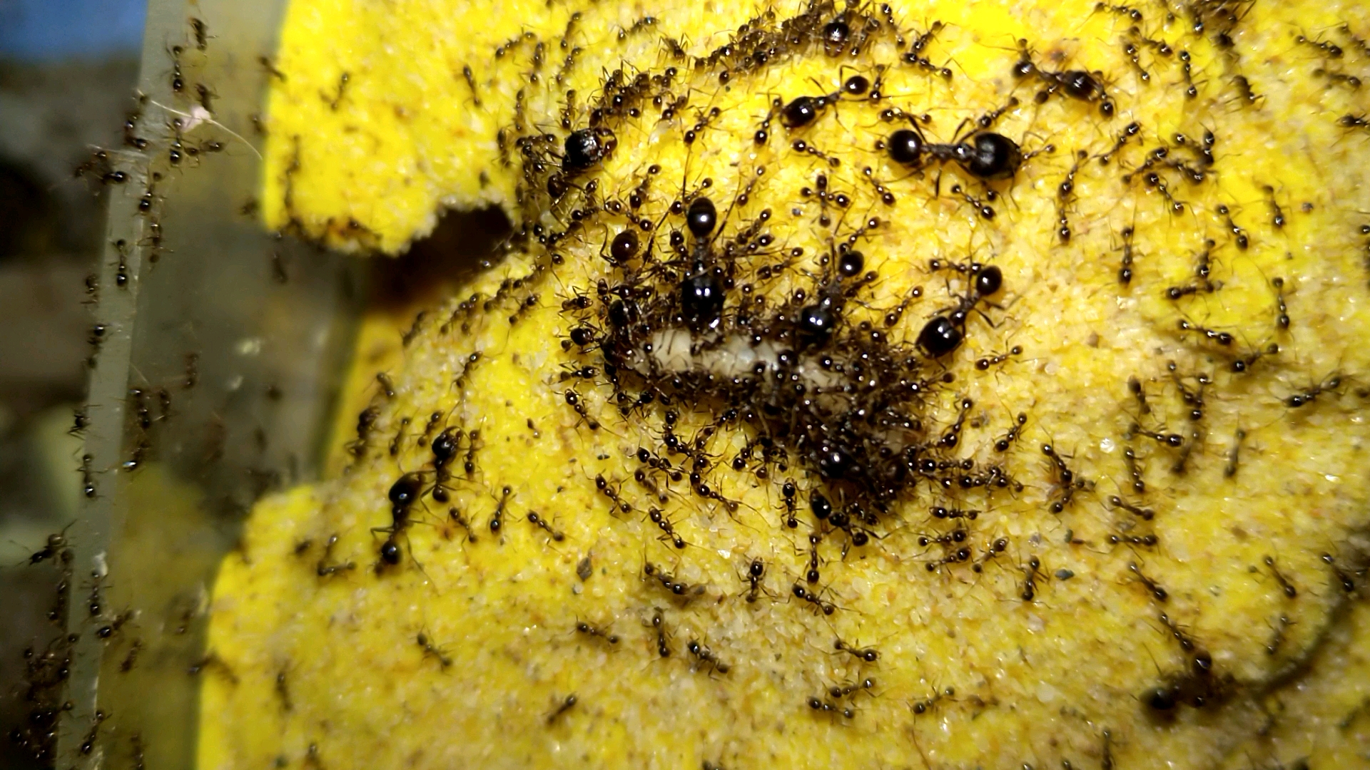 全异盲切叶蚁兵蚁体型图片