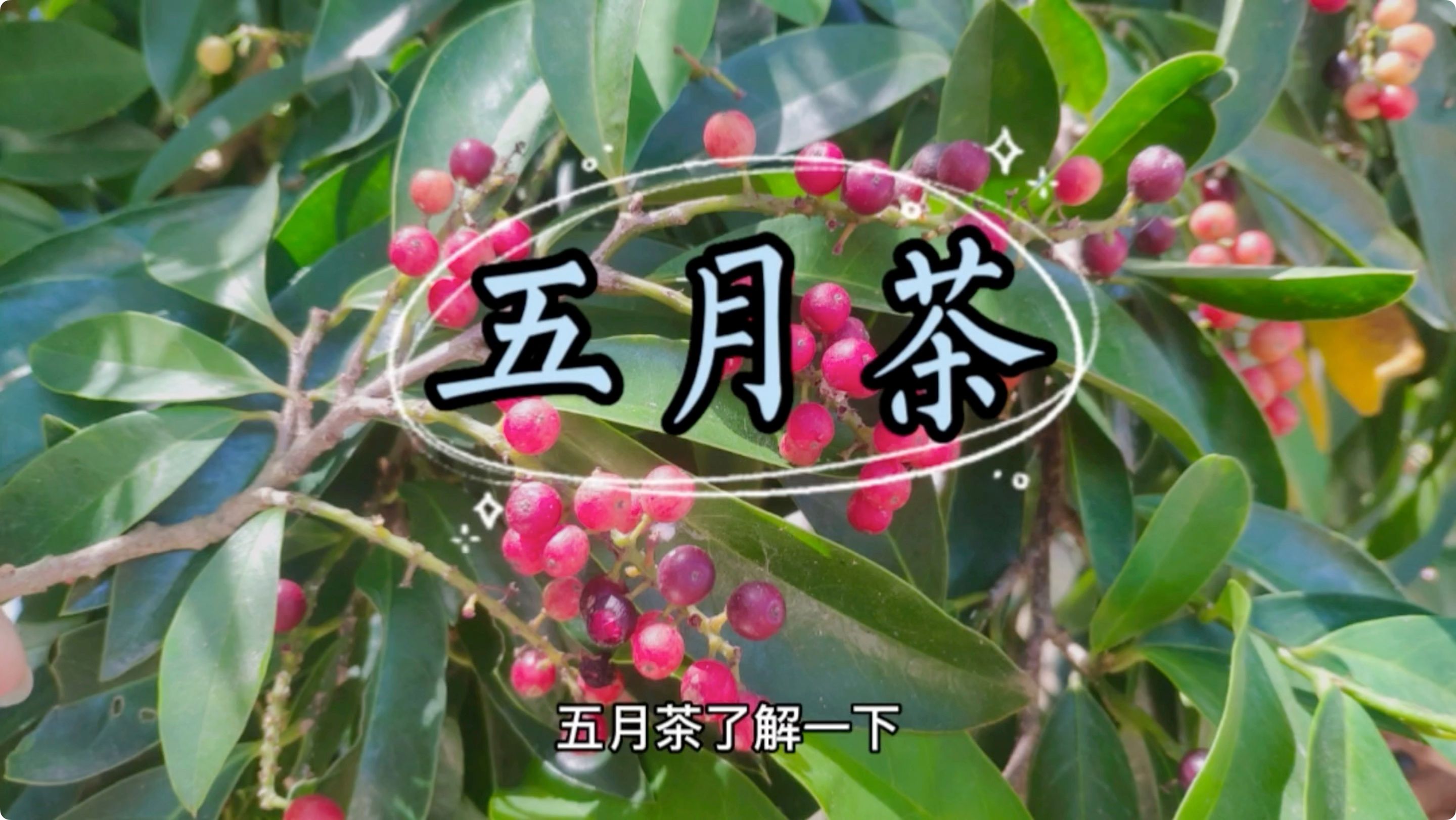 五月茶的功效(五月茶:清热解毒,美容养颜,提高免疫力)