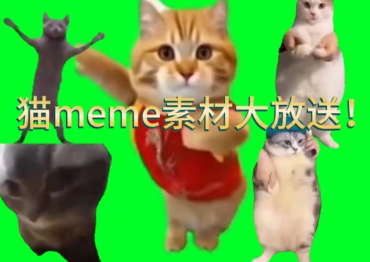 猫meme素材大放送来啦!哔哩哔哩bilibili