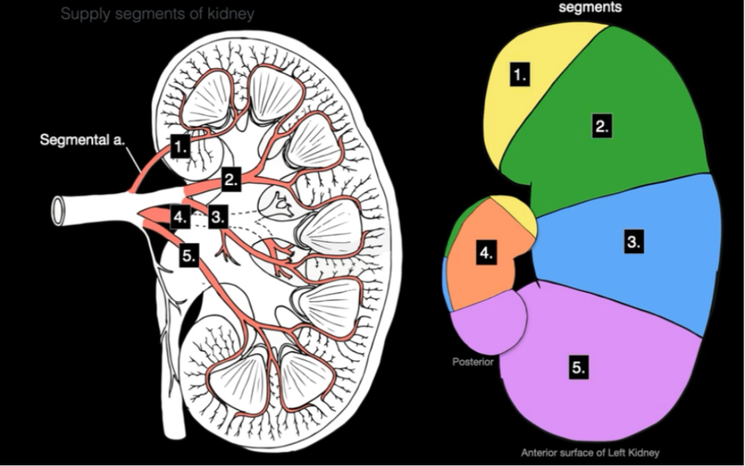 【泌尿系统解剖学】肾脏的血供 kidney Blood Supply|动脉供应 静脉引流 肾单位|尿液的形成|医学英语哔哩哔哩bilibili