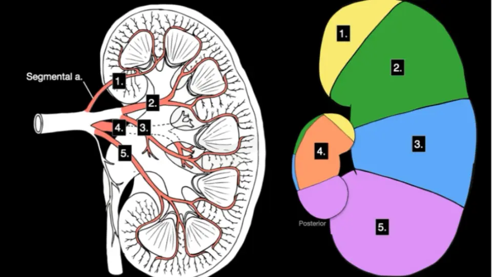 1分钟学解剖】泌尿系统肾的剖面结构，开学复习计划-皮质和髓质，抓好 