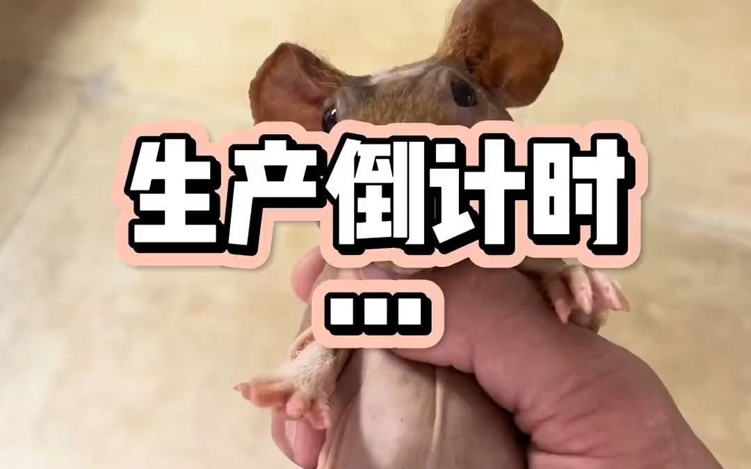 生产倒计时,迷你小河马,这次能生多少只出来呢?