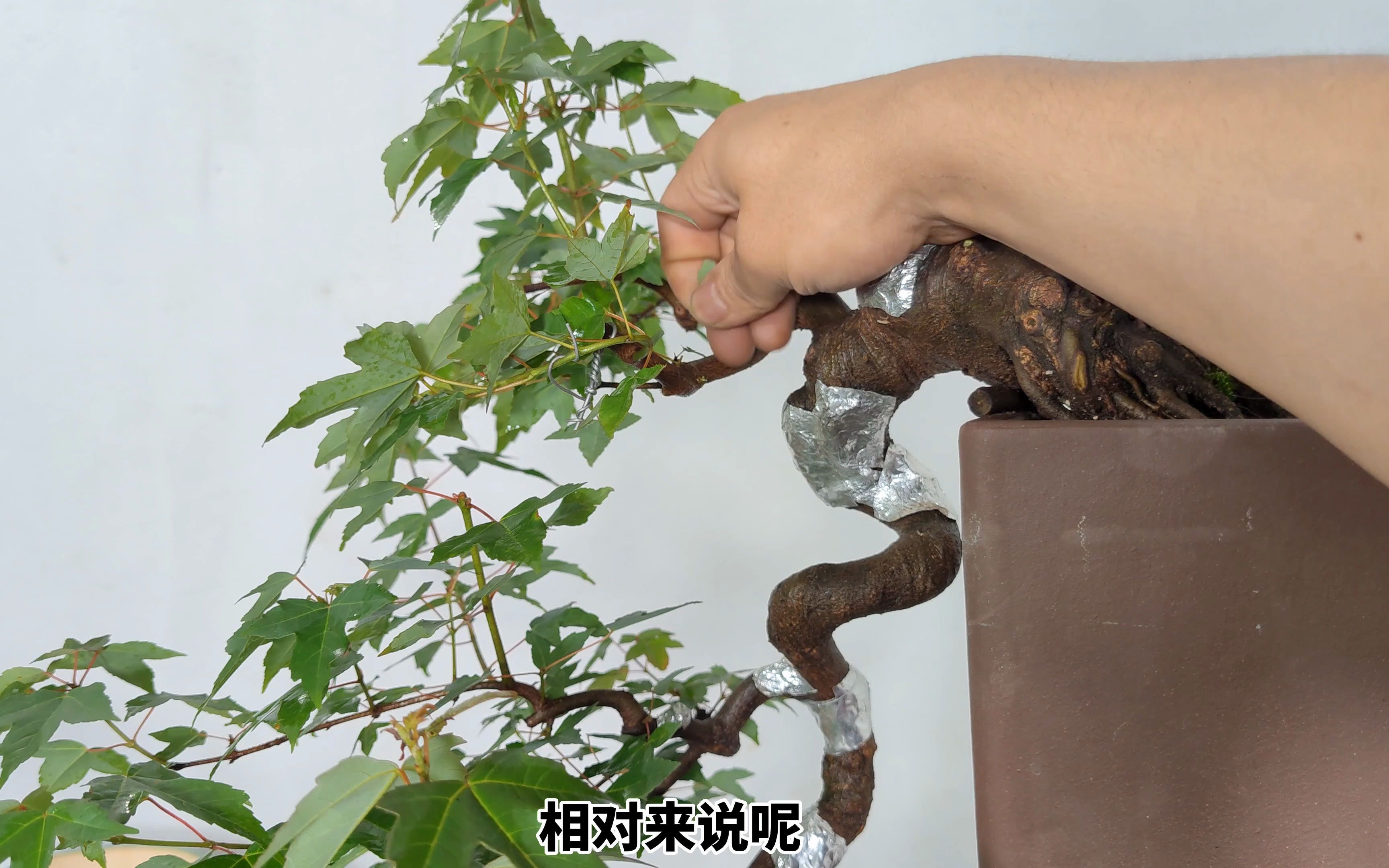 活动  制作小叶红芽三角枫盆景