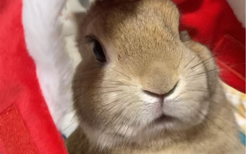 小兔子说龙年摸兔头,万事不用愁