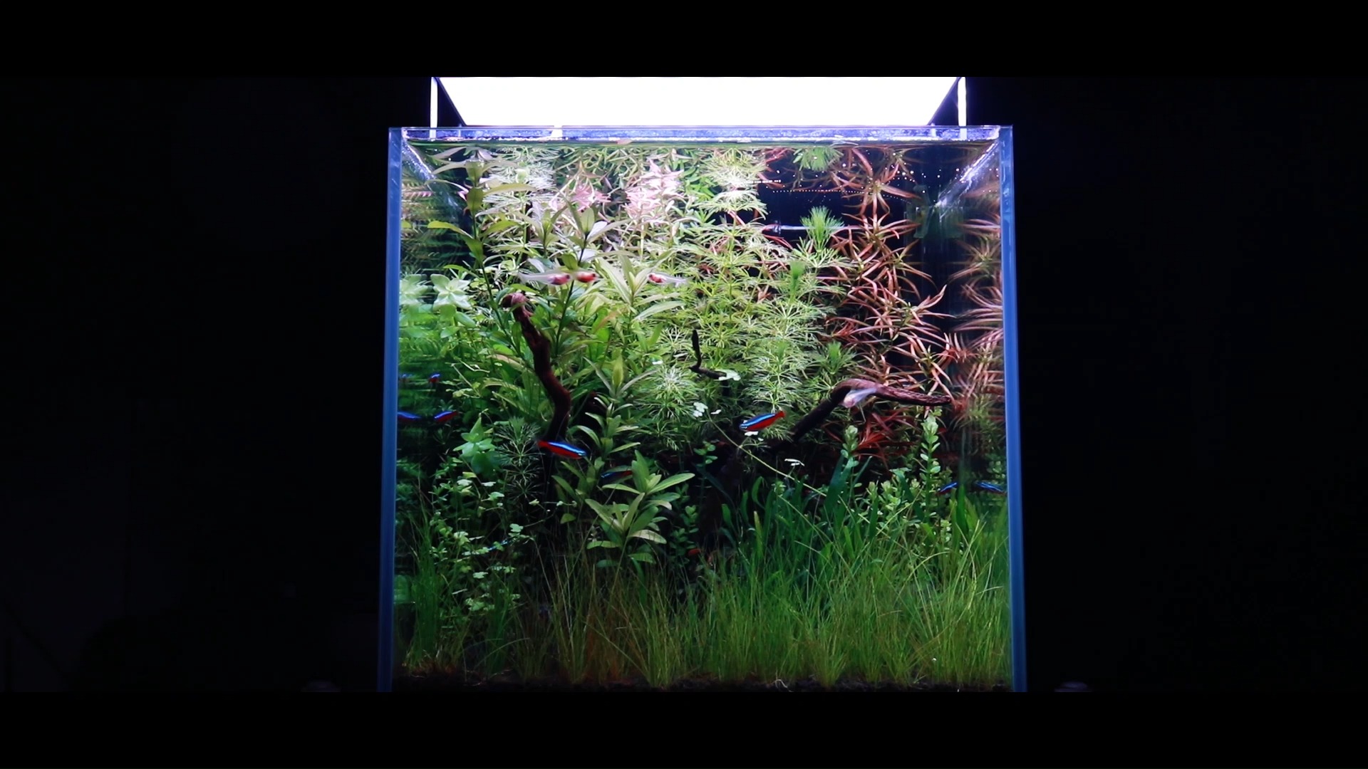 30水草缸状态更新 i 像夏天的森林,也像梦里的秘境