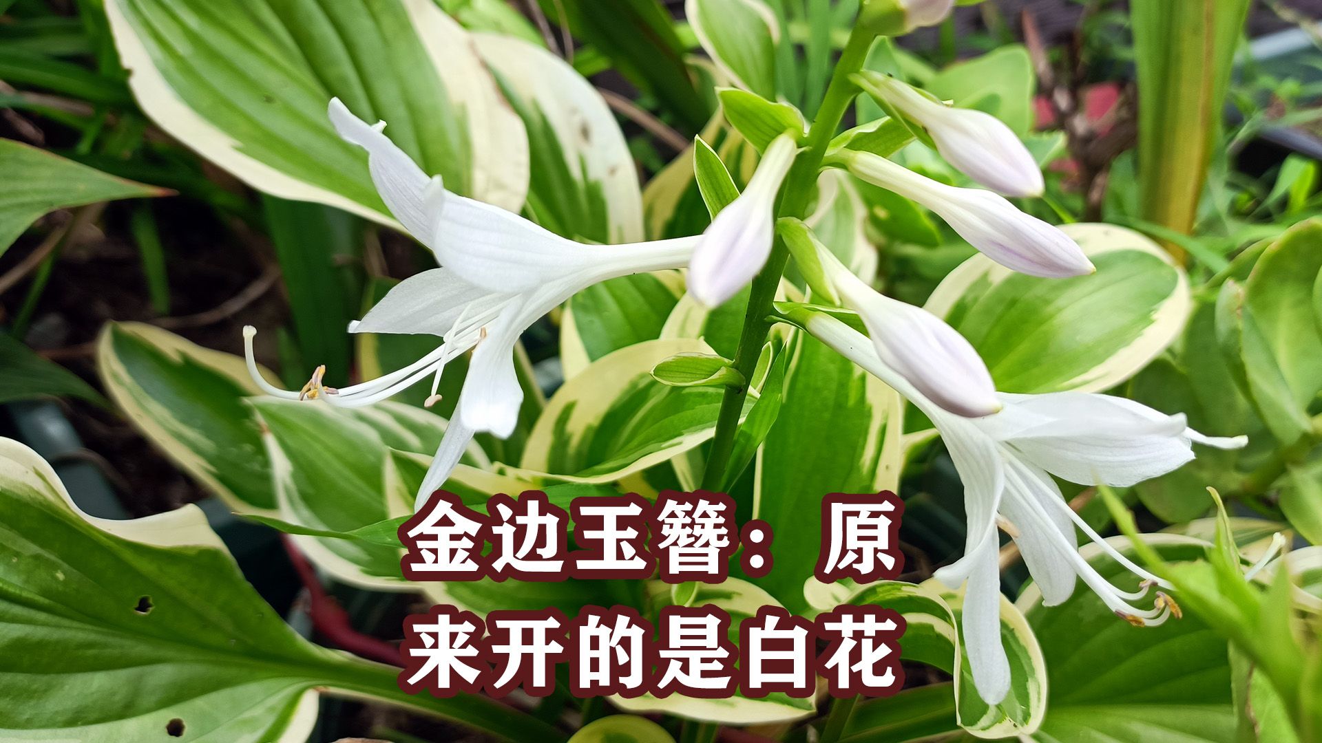 5月买的金边玉簪,开花啦!