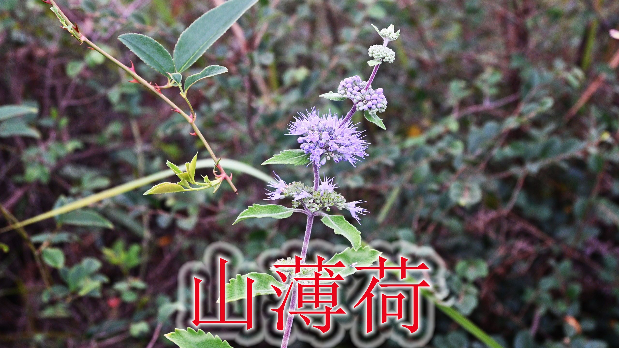 珍贵草本植物“山薄荷”,有人称“毒蛇克星”,懂它的人用来泡酒哔哩哔哩bilibili