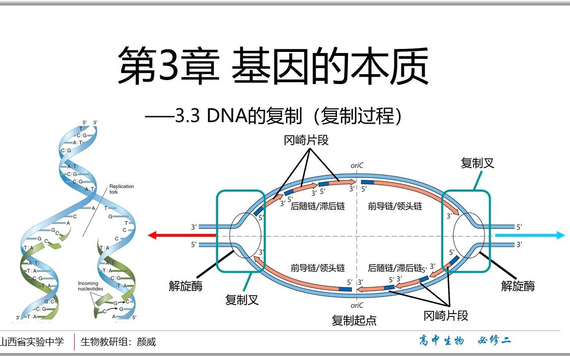 [图]3.3DNA的复制——复制过程详解(作为后续基因工程，PCR技术学习的铺垫)