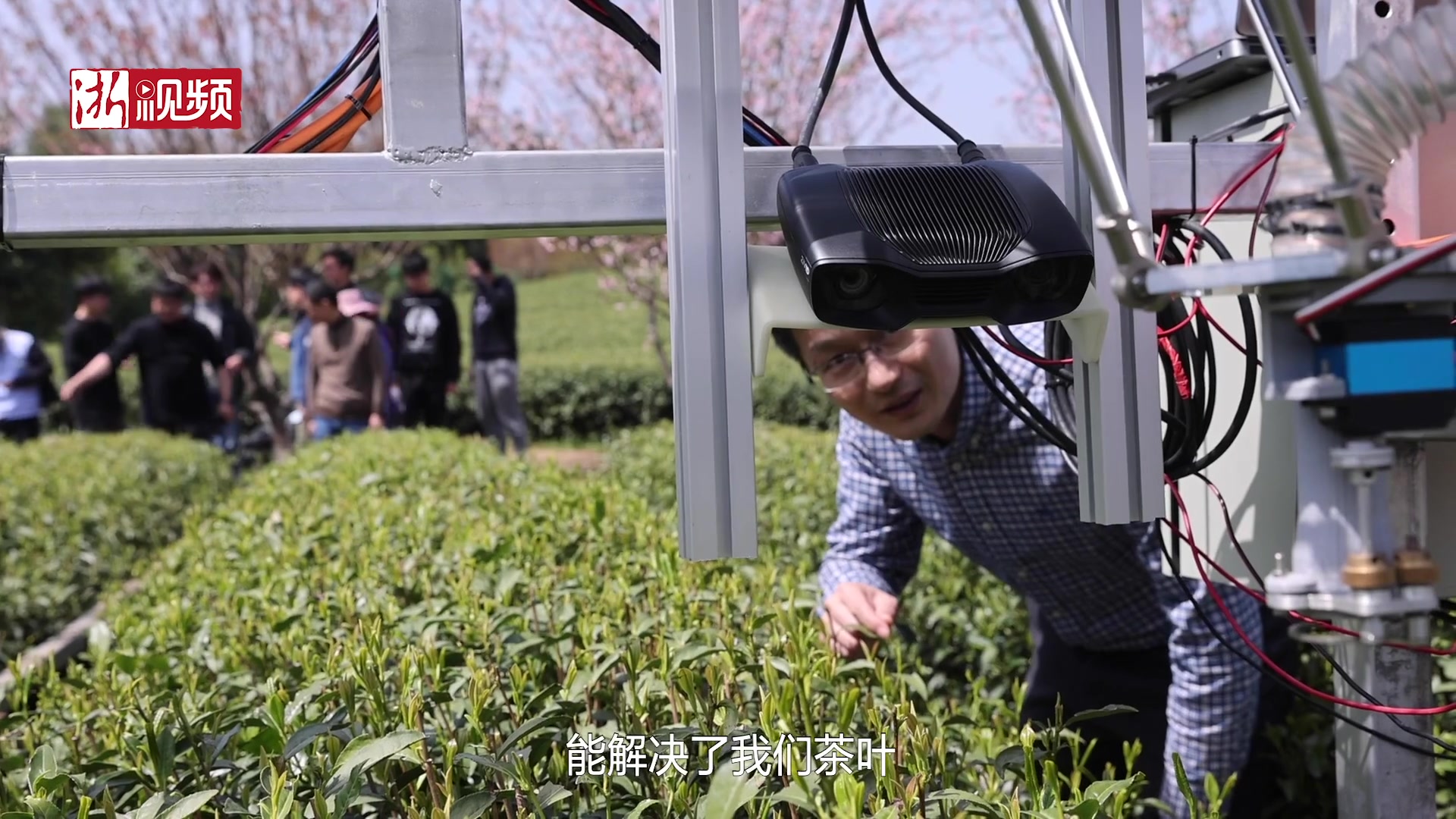 浙里有数|茶园里来了个“大家伙” 采茶机器人3.0版本科技满满哔哩哔哩bilibili