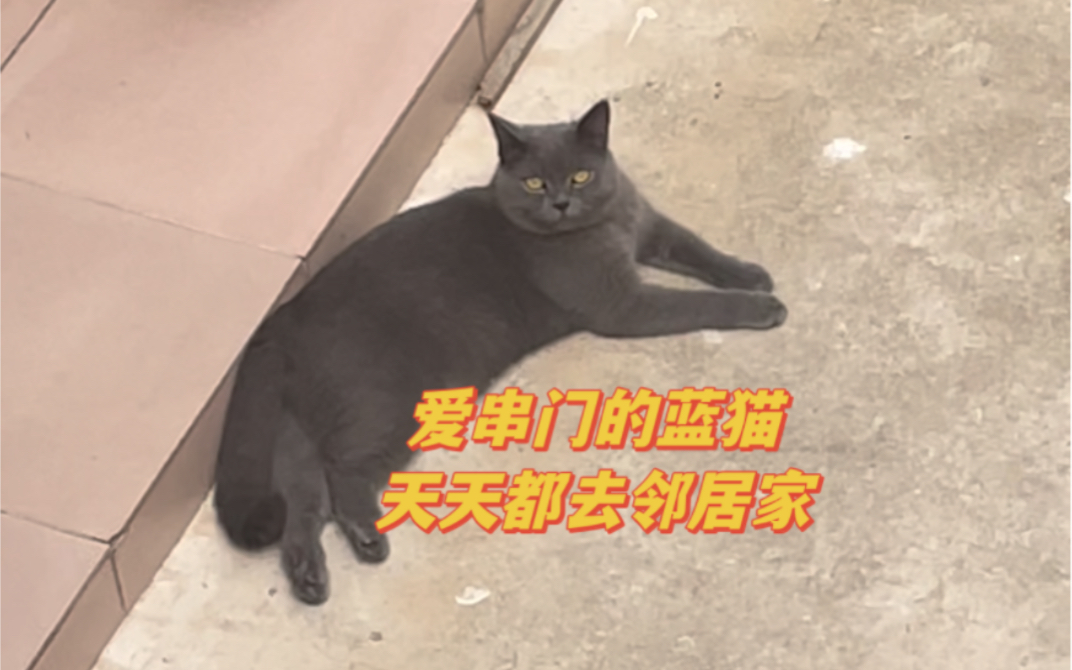 [图]蓝猫爱串门，我有2个家