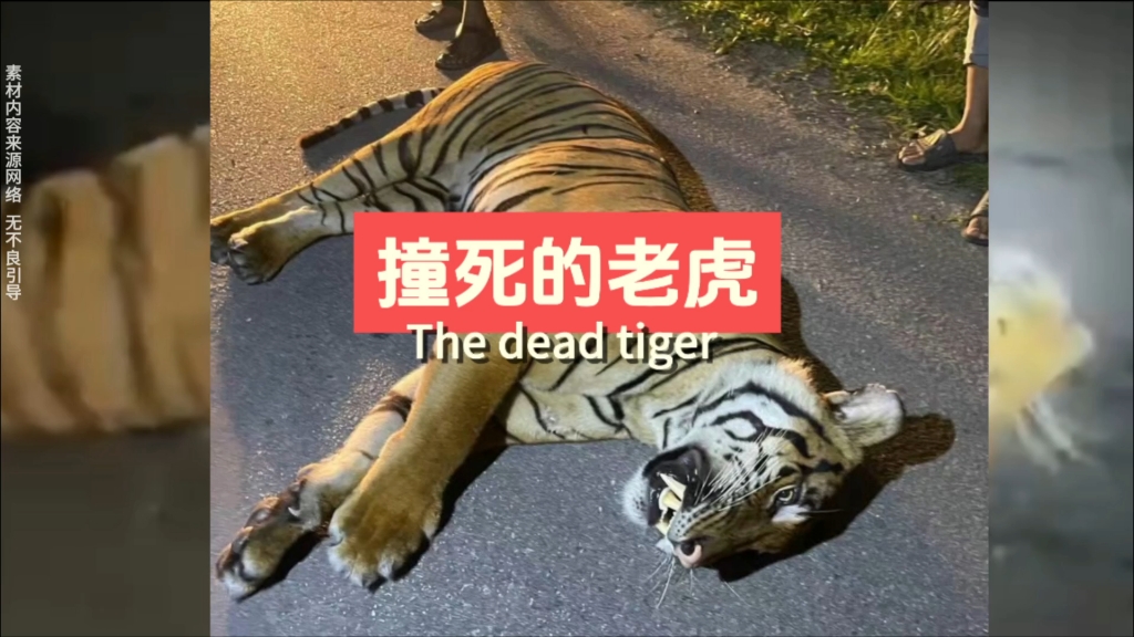 大型纪录片《撞死的老虎》