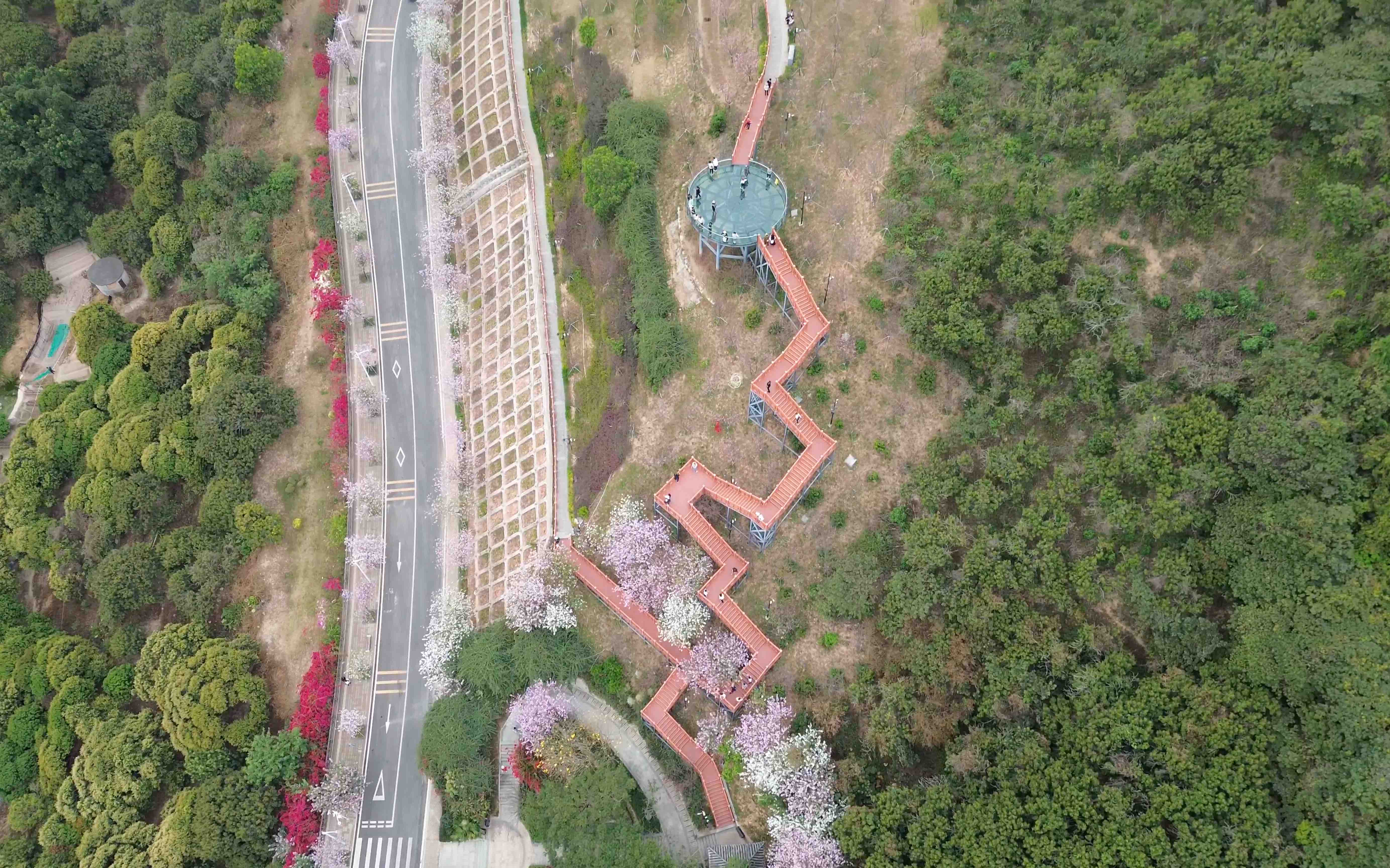 宫粉紫荆盛放华英路景观公园