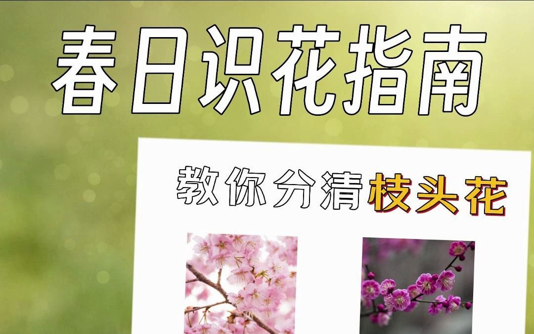 快速分辨桃花、樱花、杏花、梨花、李花...哔哩哔哩bilibili