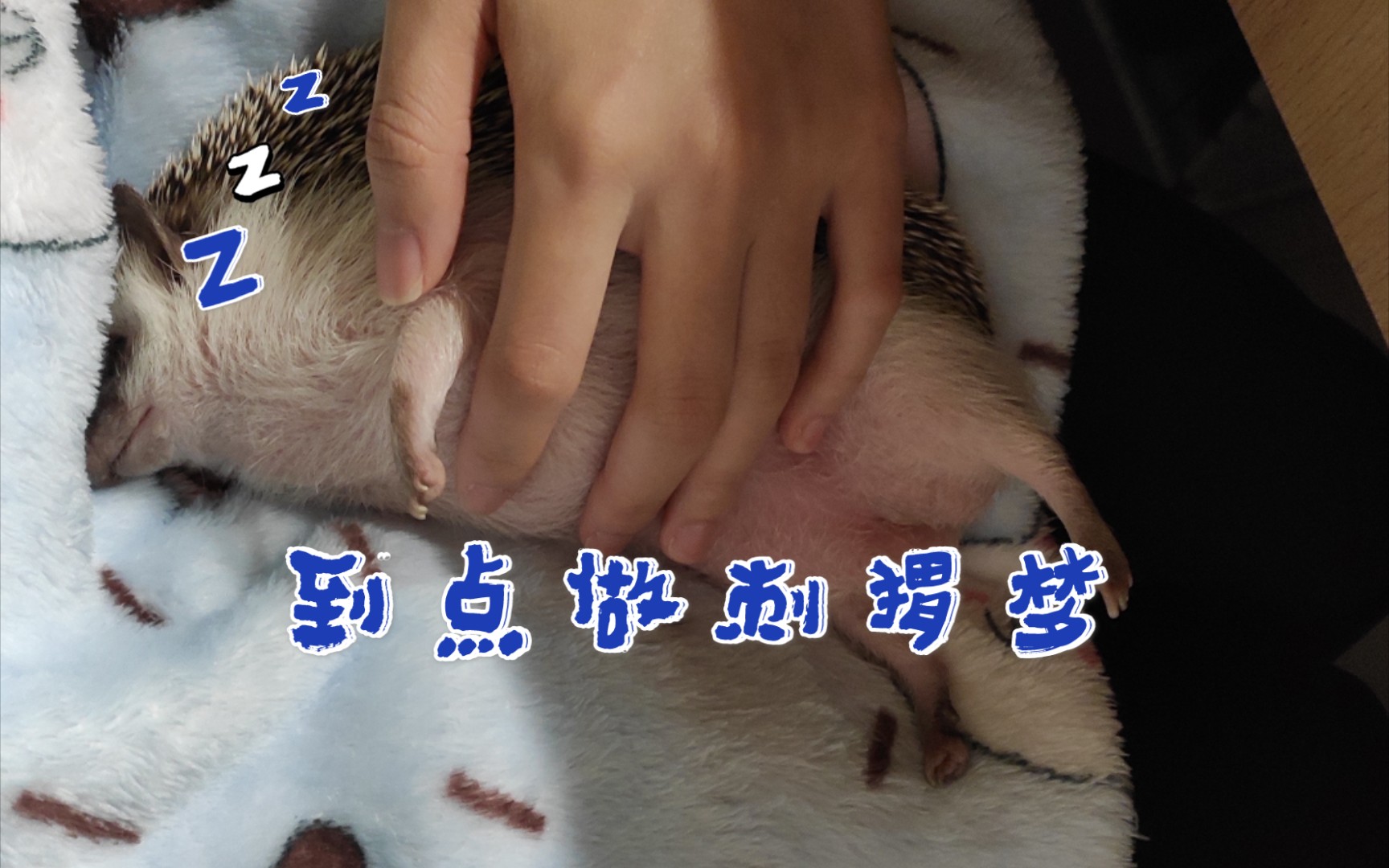 揉刺猬软乎乎肚子合集/ 铲屎官视角哔哩哔哩bilibili