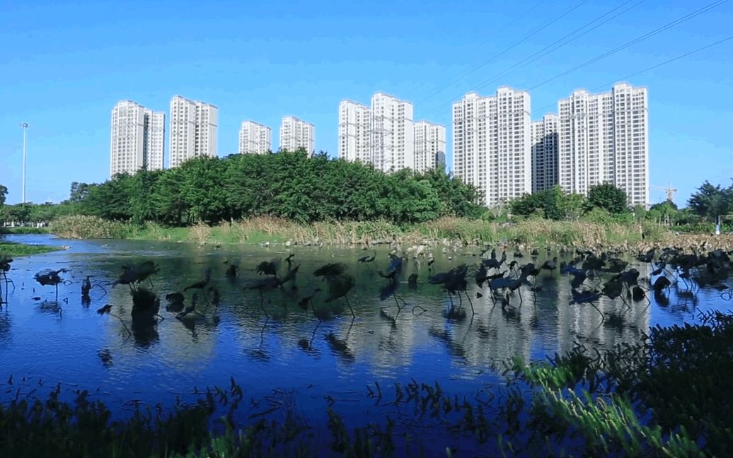 晋江市绿洲公园印象