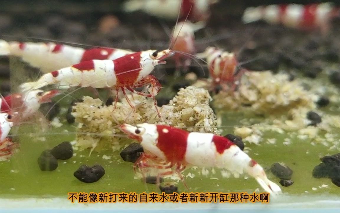 [图]水晶虾繁殖技巧和秘诀