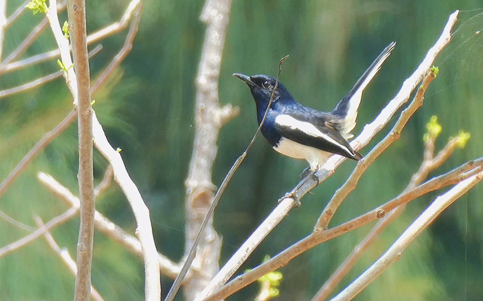 野生鵲鴝鳥四喜叫聲音洪亮大自然的歌唱家