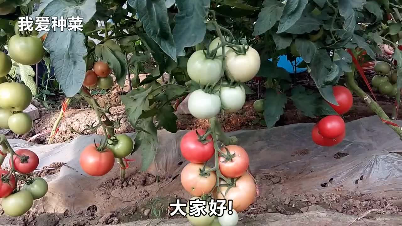 [图]小伙种植番茄一棵结果几十个