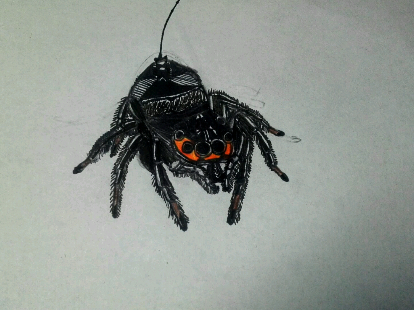 【跳蛛】随便画画_哔哩哔哩 (゜-゜)つロ 干杯~-bilibili