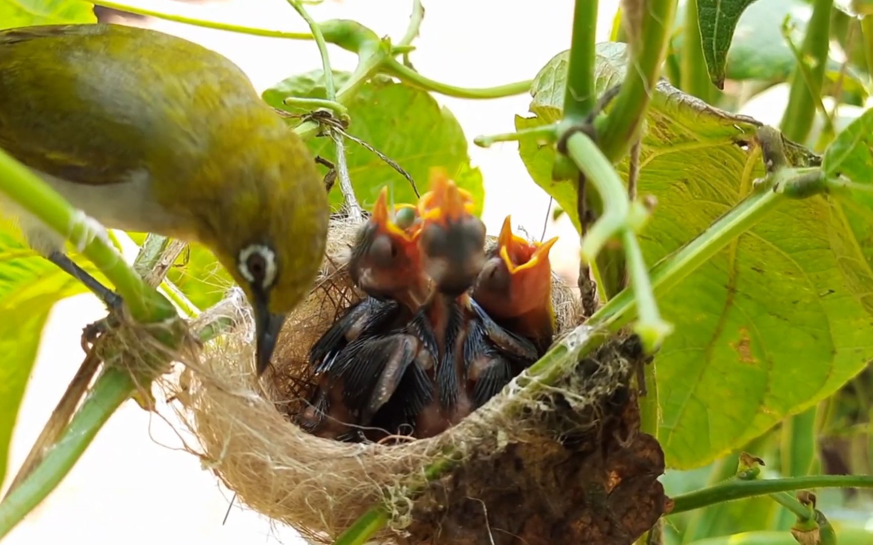 绣眼鸟妈妈带回食物有限,一窝幼鸟却不够分,看它会怎么做_哔哩哔哩