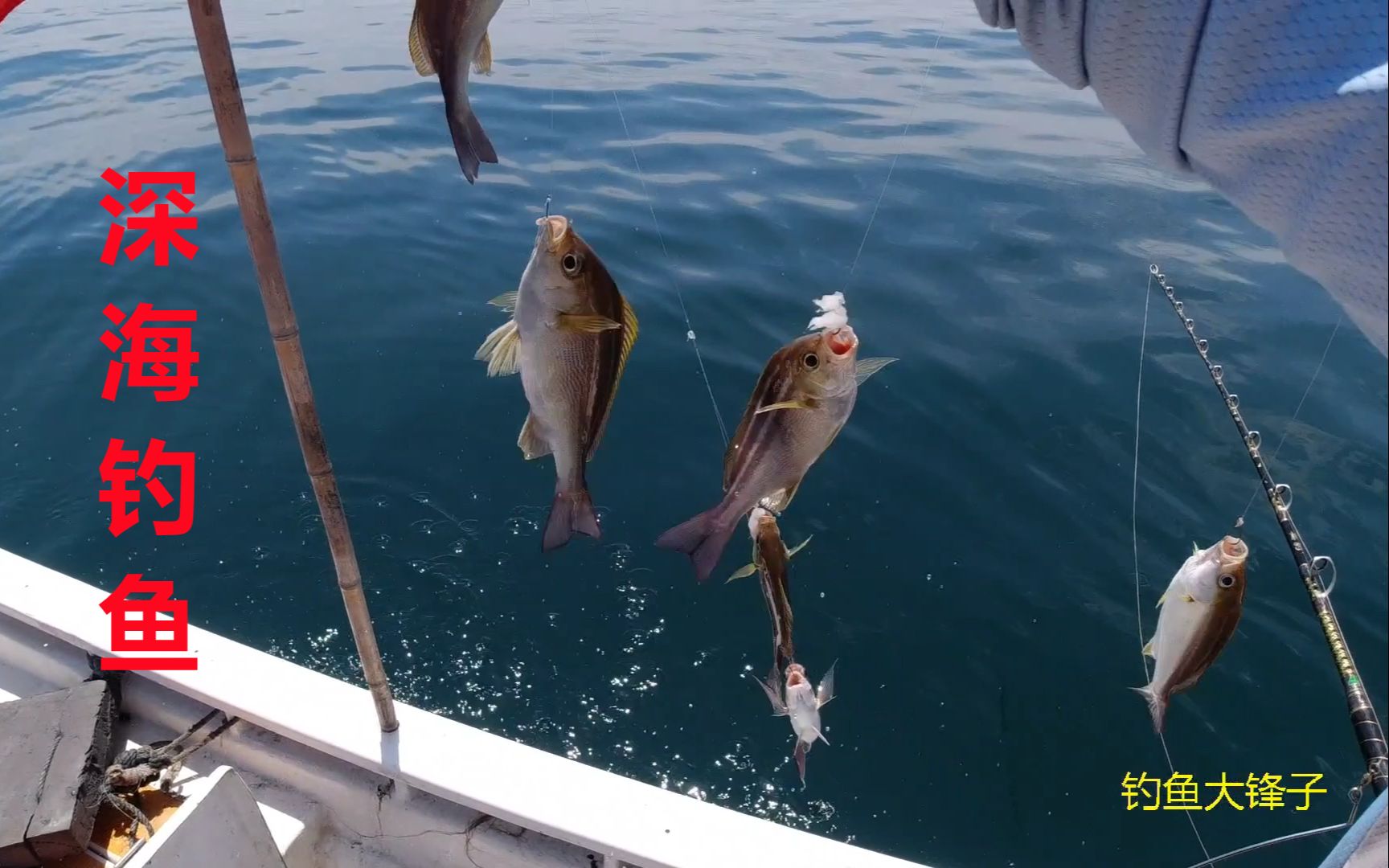 深海钓鱼一天赚4000多鱼都是一串一串钓上来这也太刺激了