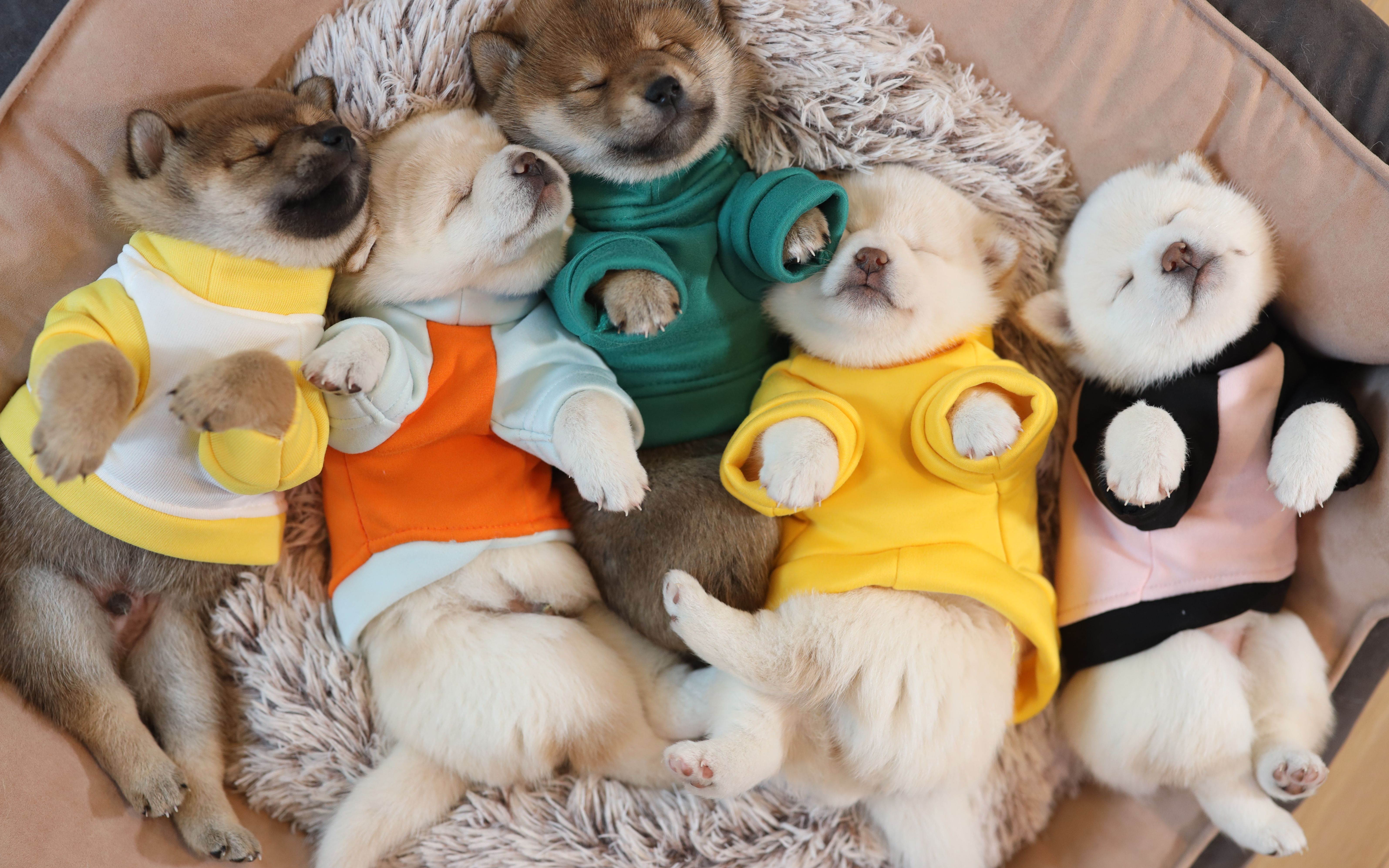 【柴犬pocky】小奶狗成长记2-我们满月啦