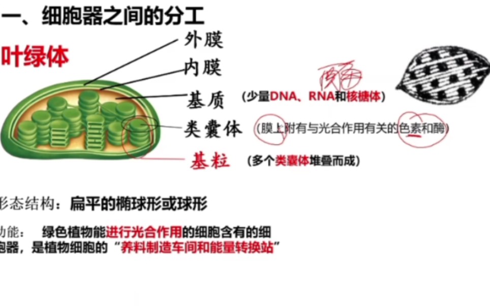 叶绿体和内质网的结构与功能哔哩哔哩bilibili