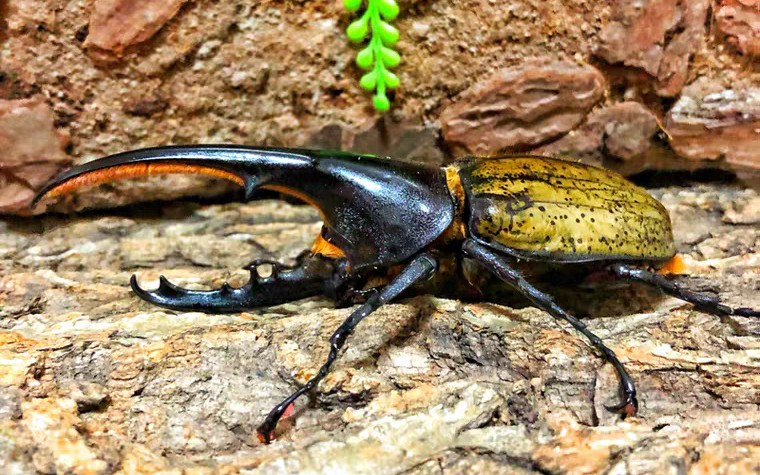 长戟大兜长颈鹿锯锹甲虫