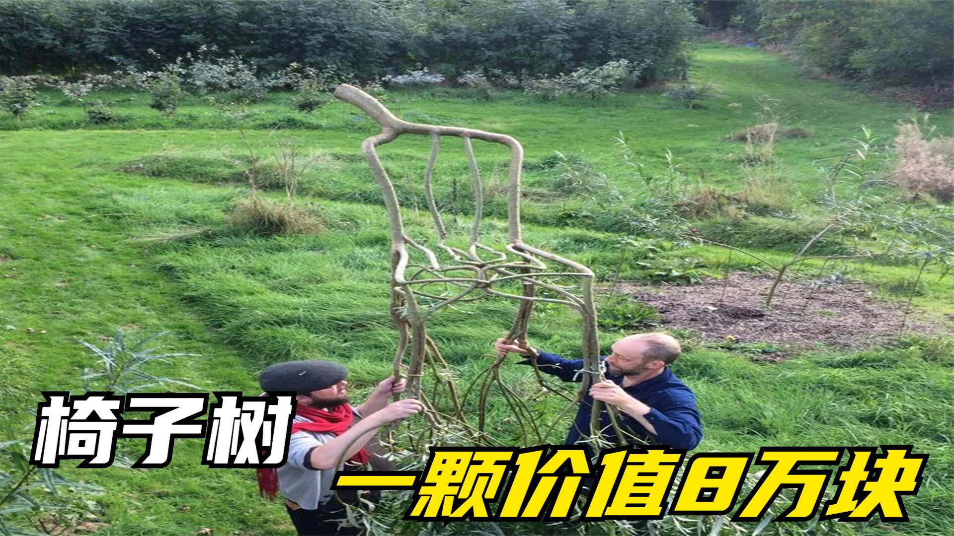 椅子树是怎么种植的?树枝像麻花一样扭曲,一颗能卖8万