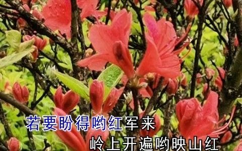 [图]《映山红》《雁南飞》《格桑花开》《格桑拉》唱出了春天的美好