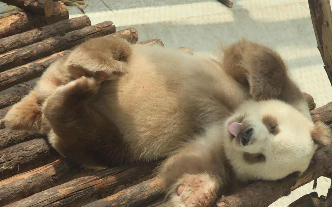 【大熊猫七仔】太可爱了!受不了了!真想偷回家