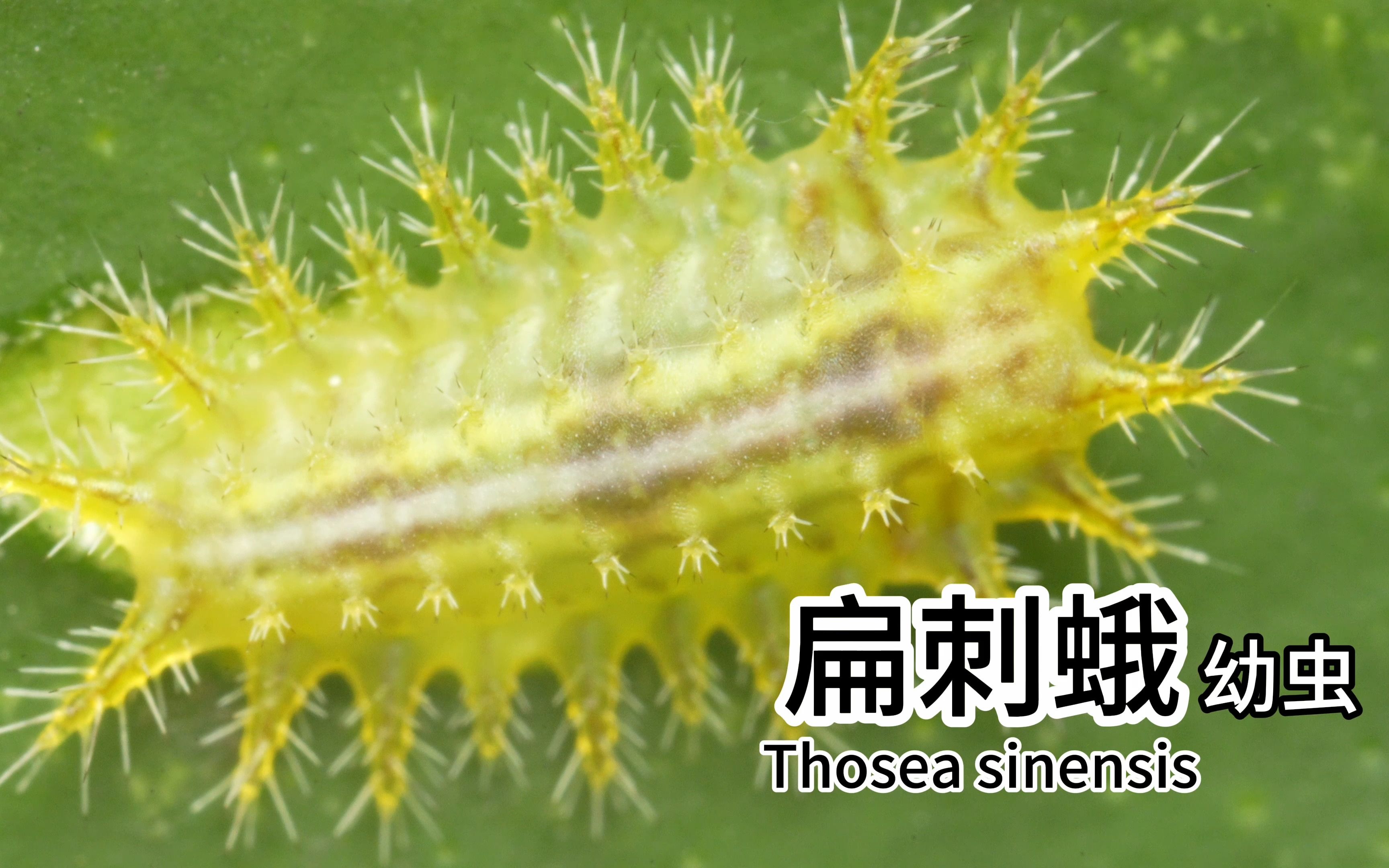 [4K]扁刺蛾 Thosea sinensis 幼虫哔哩哔哩bilibili