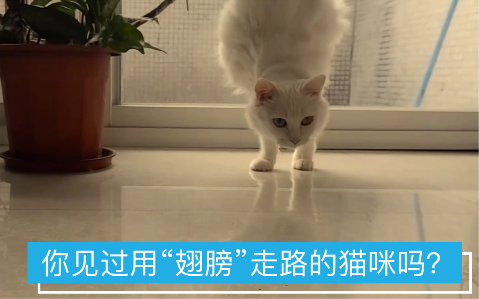 [图]你见过长“翅膀”的流浪猫吗？世界报之以痛，它却报之以歌！