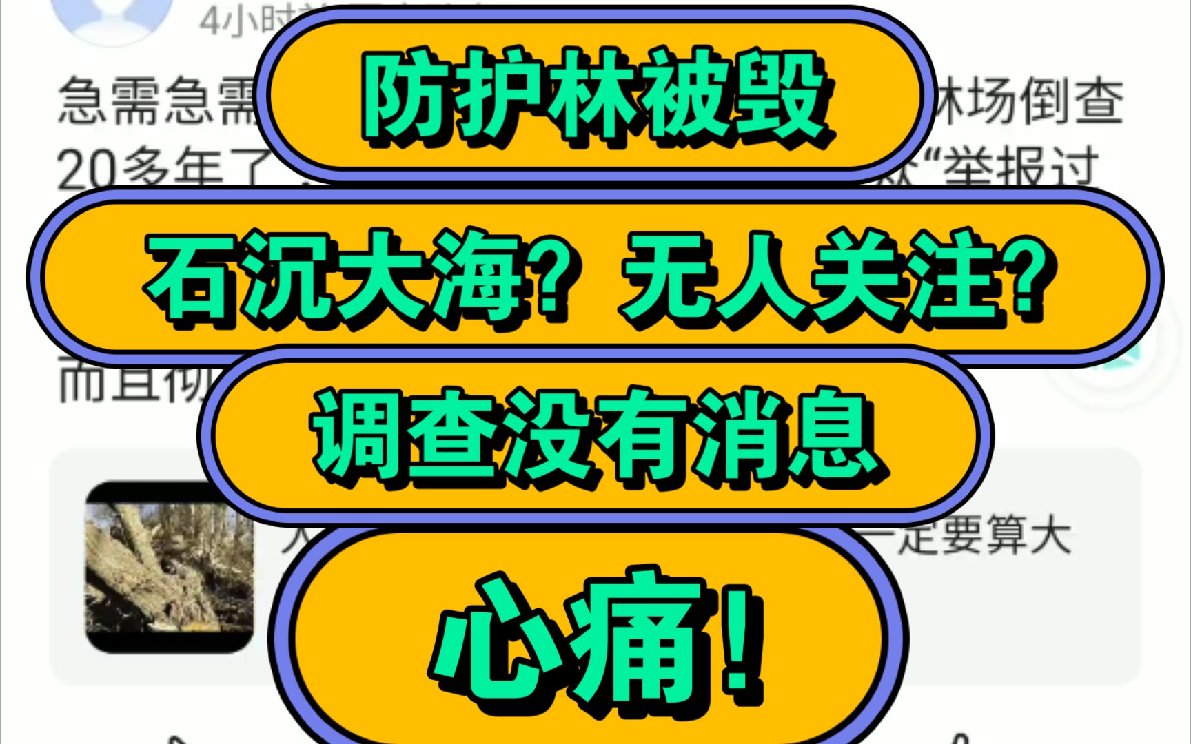 【详细解说】防护林被毁事件已无人关注?石沉大海?调查结果何时才能发布?哔哩哔哩bilibili