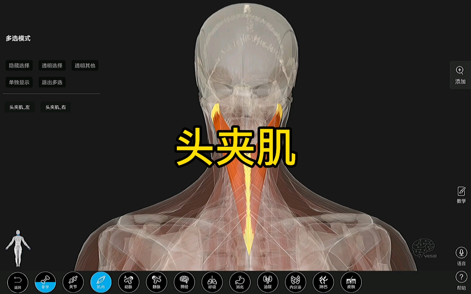 [图]头夹肌的功能解剖