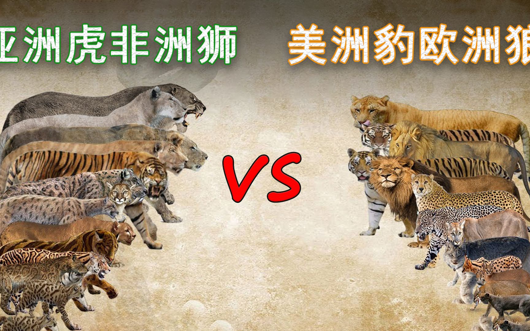 亚洲虎非洲狮美洲豹欧洲狼究竟谁才是陆地之王