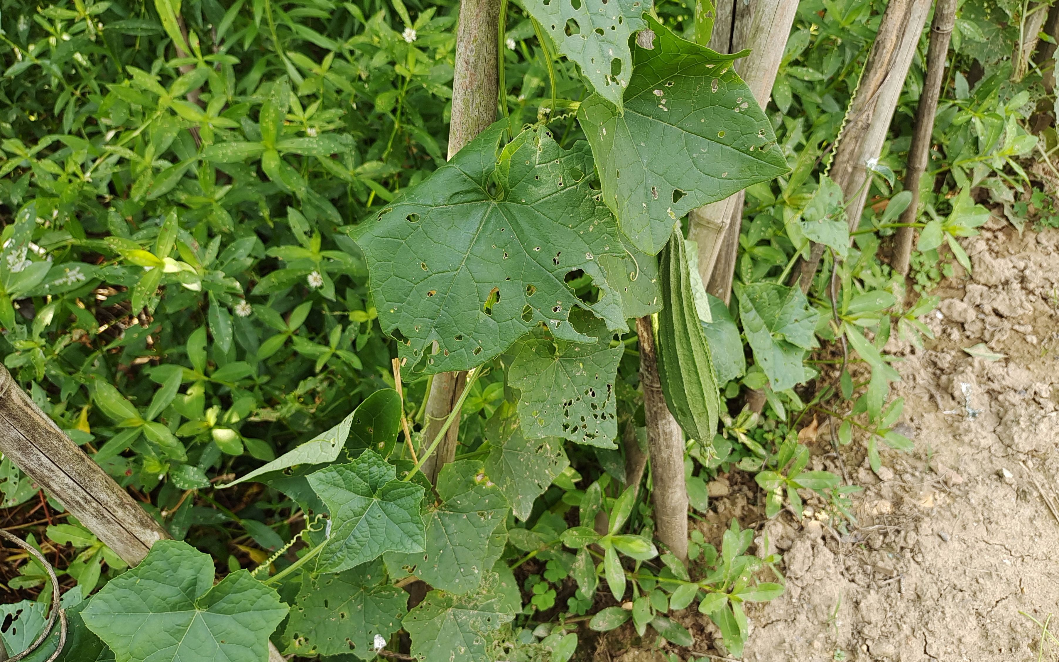 丝瓜种植新技巧,妹子教你修枝打叉,后期丝瓜多又嫩,吃都吃不完哔哩哔哩bilibili