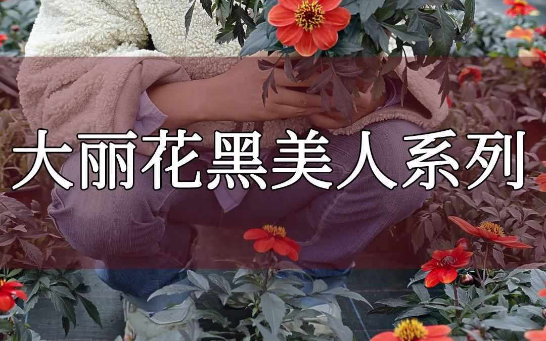 大丽花,多年生花卉,满屏都是异域风情!哔哩哔哩bilibili