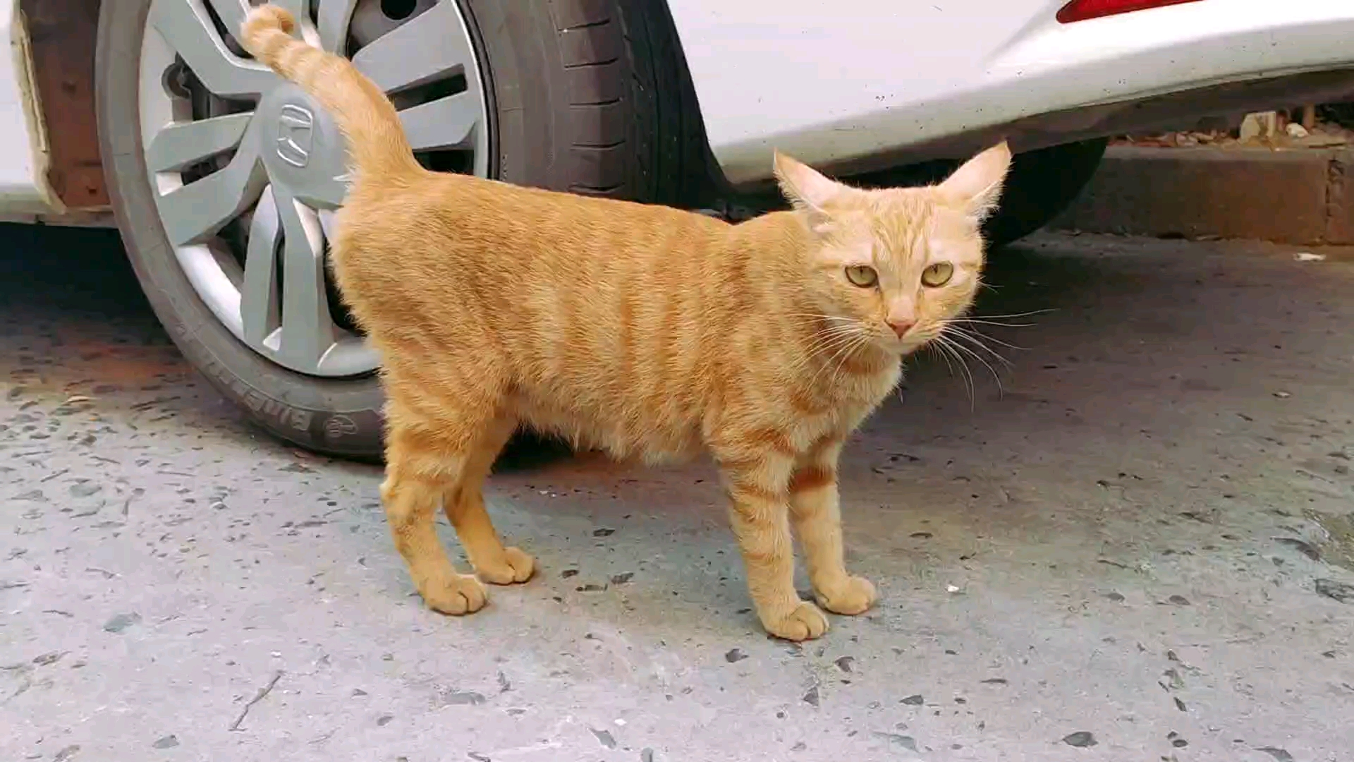 一直学橘猫说话,把大橘的尾巴都气弯了!