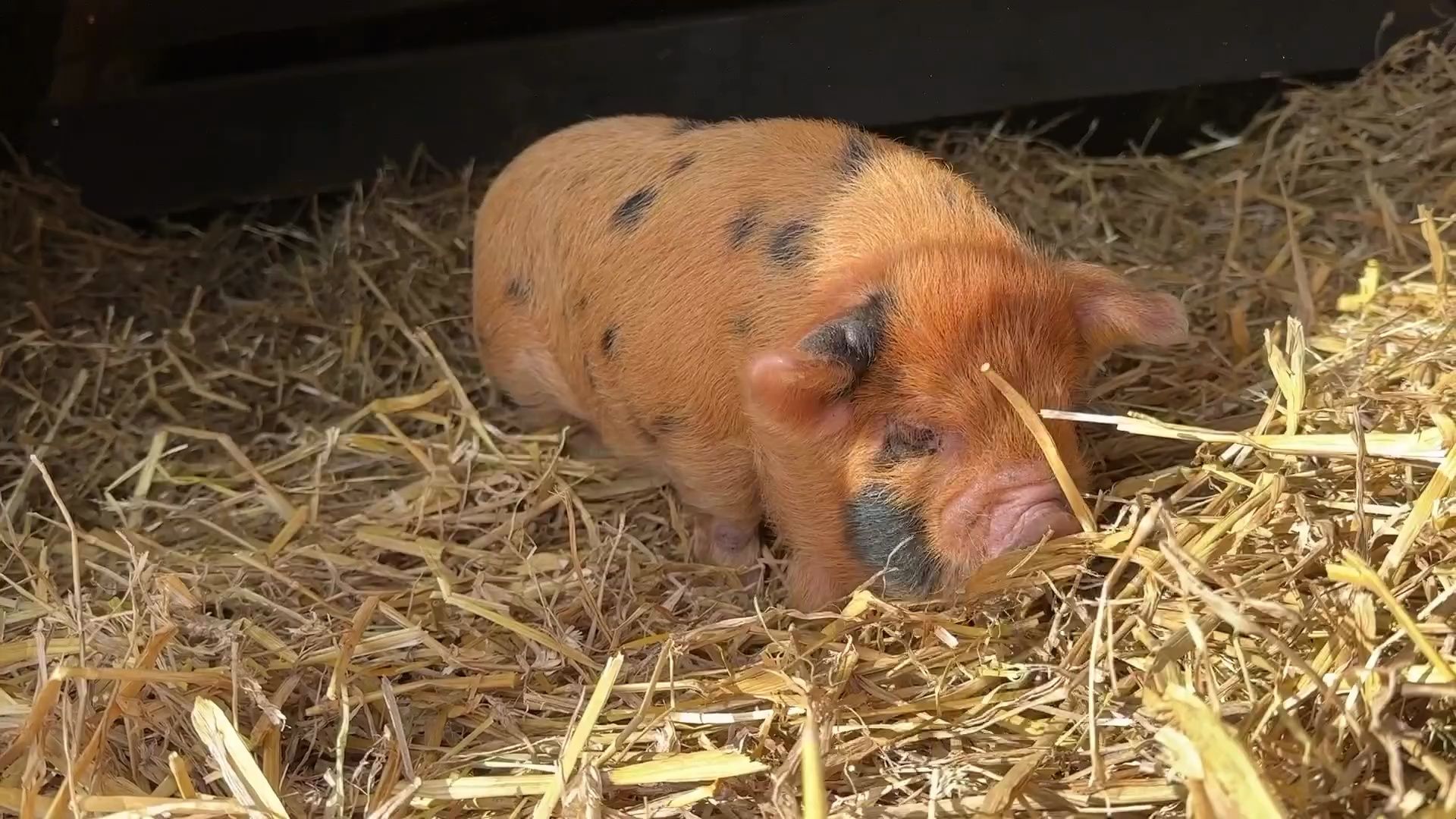 可爱的昆昆猪仔