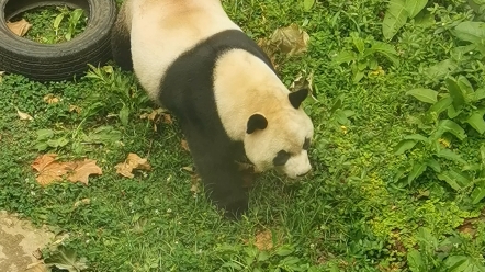 黔灵山公园的大熊猫星宝