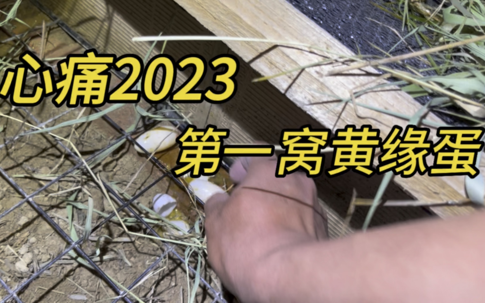 2023年第一窝黄缘蛋,该开心呢?还是该难过