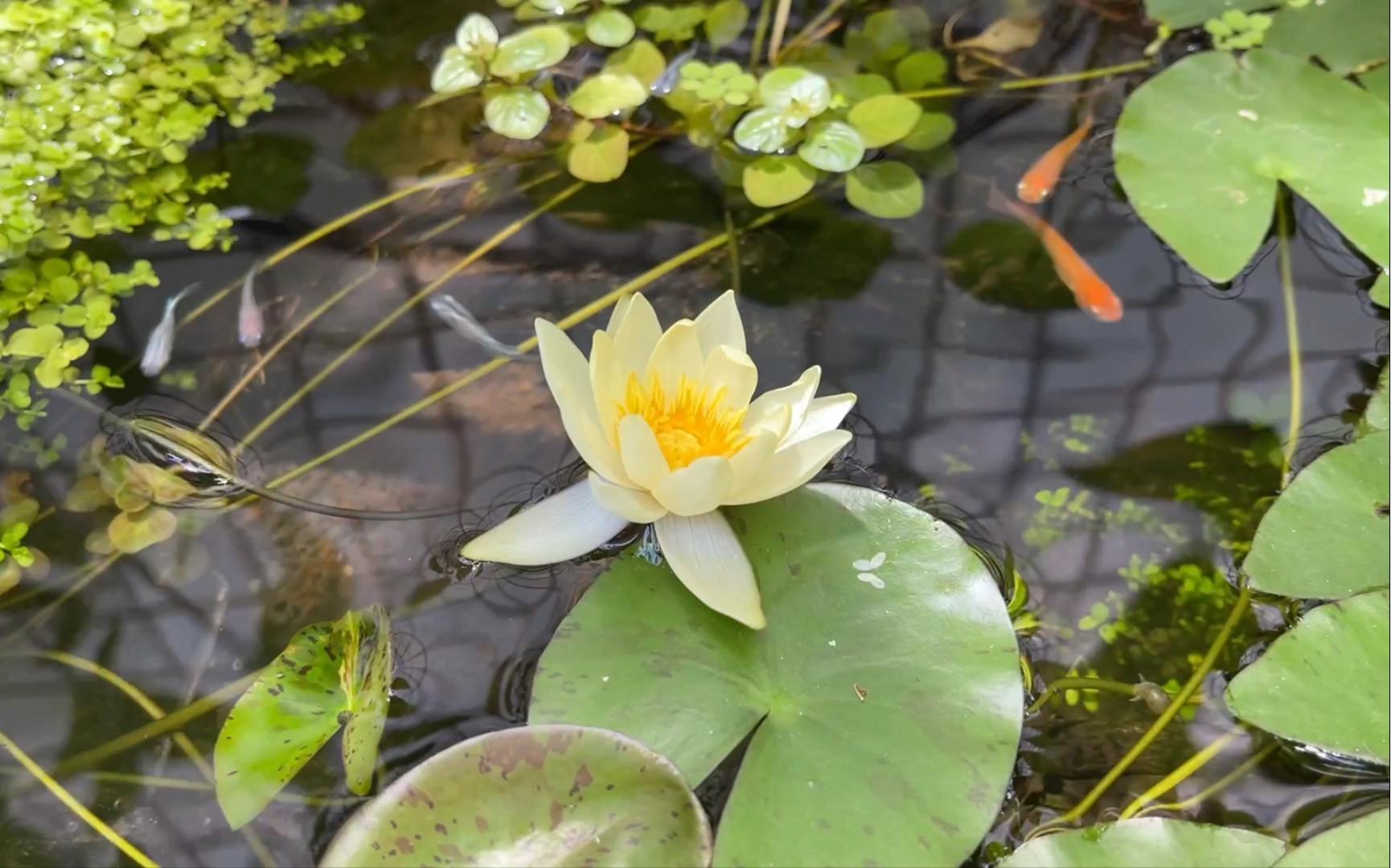 睡莲海尔芙拉开花过程