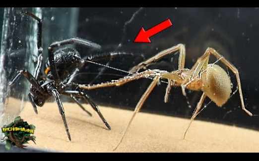 【搬运】佩氏肥腹蛛vs平甲蛛