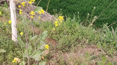 [图]花儿草儿月牙儿